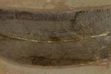 Fossil Fern (Macroneuropteris) - Illinois #114128-1